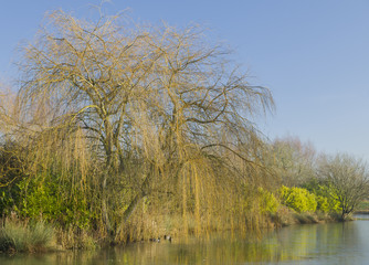 Weeping Willow Tree (Salix x sepulcralis)