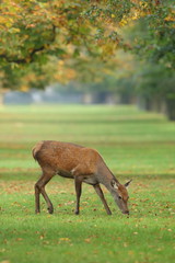 Red Deer Hind