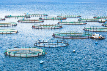 Fototapeta na wymiar Sea fish farm. Cages for fish farming dorado and seabass. The workers feed the fish a forage.