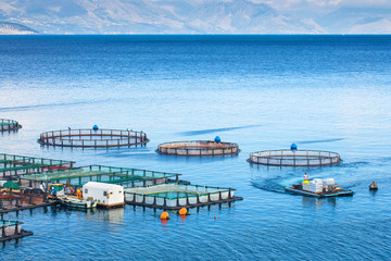 Fototapeta na wymiar Sea fish farm. Cages for fish farming dorado and seabass. The workers feed the fish a forage.