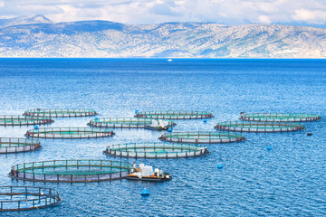 Sea fish farm. Cages for fish farming dorado and seabass. The workers feed the fish a forage.