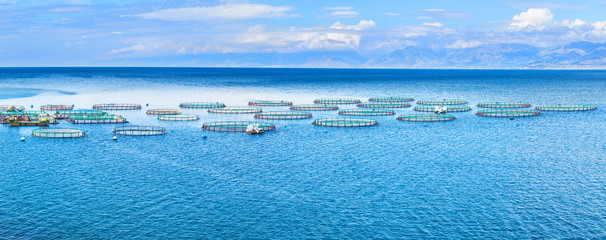 Sea fish farm. Cages for fish farming dorado and seabass. The workers feed the fish a forage....