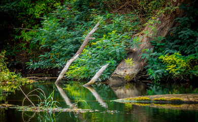 Дикая природа. Болотистый берег лесного озера