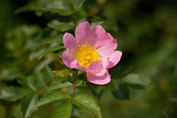 wild rose blooming in the garden