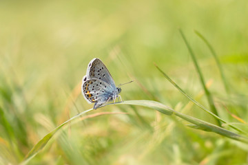 butterfly sitting on the grass