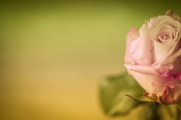 Einzelne Rose, Textfreiraum, Hintergrund
