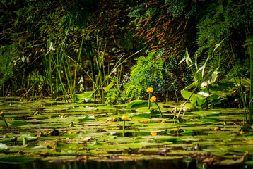 Желтые кувшинки у берега реки