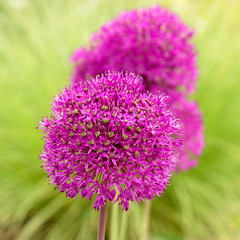 ornamental garlic blooming in the garden
