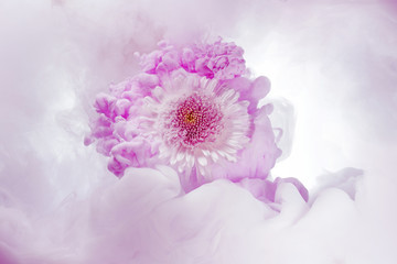 pink chrysanthemum in swirls of a color cloud