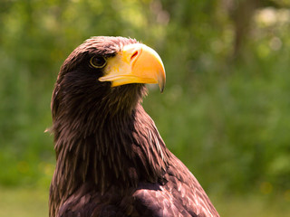 A closeup of the head of an eagle
