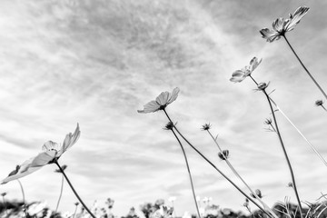Black and white fine art of the cosmos flower