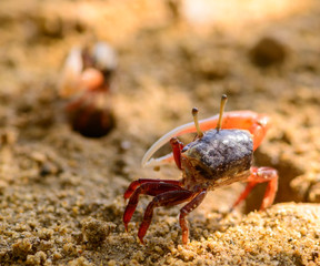 Uca vocans, Fiddler Crab walking in mangrove forest at Phuket be