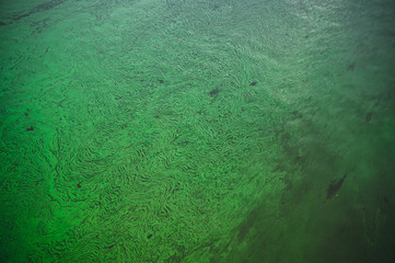 Цветение диатомовых водорослей. Поверхность воды в реке