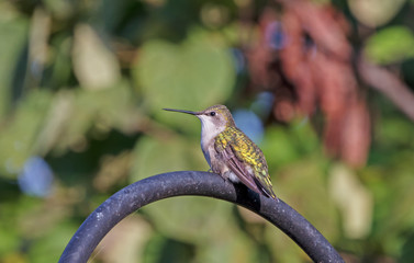 A hummingbird perched atop a shepherd’s hook on a summer day.