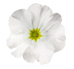 Fototapeta na wymiar Blüte auf Weiß