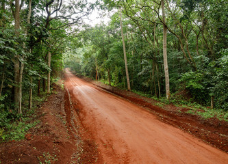 The forest in Uganda with track