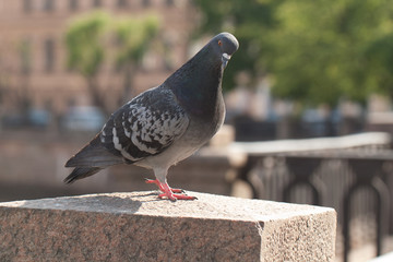 sociable gray dove