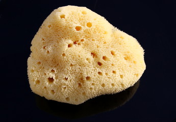 Meerschwamm,Naturschwamm