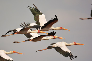 Fototapeta premium Yellow billed storks in flight