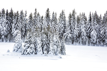 Winter scenery with snow