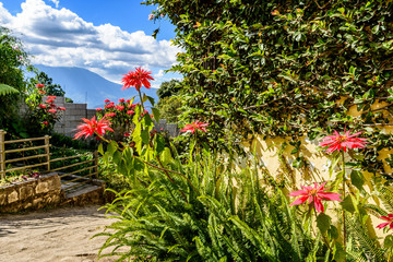 Poinsettias & ferns grow alongside wall in country lane with view of Agua volcano near Antigua, Guatemala, Central America