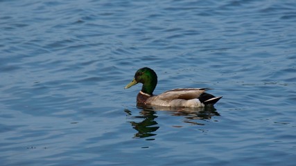 A male mallard has a glossy green head with grey on wings and belly