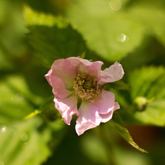 Blossoming blackberry bush in the garden