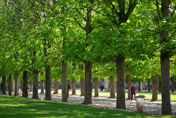 Allée de marronniers au jardin du Luxembourg en été à Paris, France