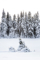 Winter scenery with snow