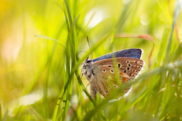 blue  butterfly sitting on the grass