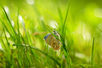 blue  butterfly sitting on the grass