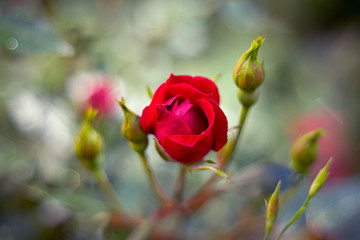 Red rose blooming in the garden