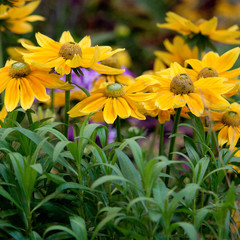 beautiful garden flowers