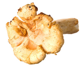 Pfifferling auf Weiß