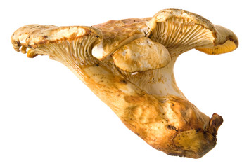 Pfifferling auf Weiß