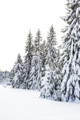 Winter scenery with snow