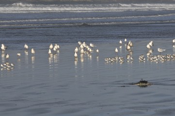 birds walking at the sea