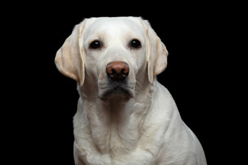 Close-up Portrait of Labrador retriever dog looking in camera on isolated black background, front view