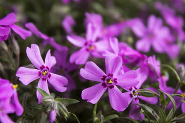 Pink Phlox, blossoming spring flowers. Creeping Phlox, Moss Phlo