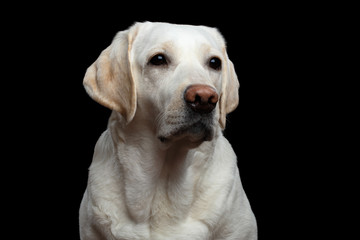 Close-up Portrait of sad Labrador retriever dog on isolated black background, front view