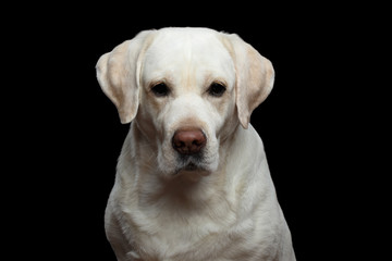 Fototapeta premium Close-up Portrait of Unhappy Labrador retriever dog looking in camera on isolated black background, front view