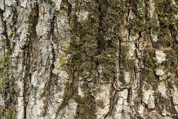 Background texture of tree bark. Macro shot.