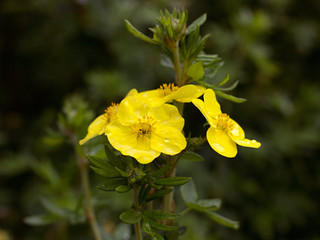 Obraz premium yellow cinquefoil blooming in the park
