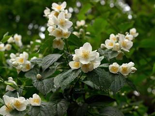 Photo of the Jasmine Flower Blossom in Summertime