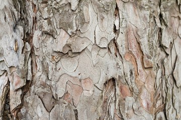 Background texture of tree bark. Macro shot.
