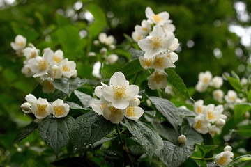 Photo of the Jasmine Flower Blossom in Summertime