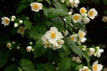Photo of the Jasmine Flower Blossom in Summertime