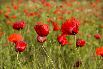 Fototapeta na wymiar Beautiful poppy field .