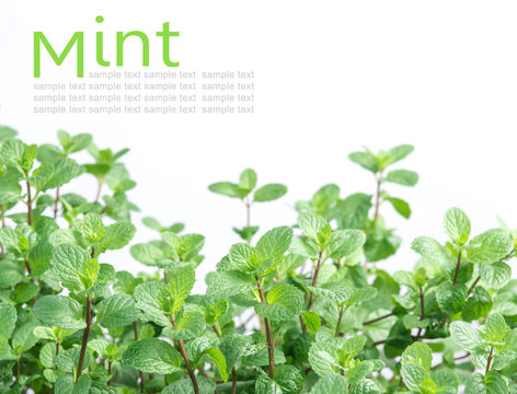 Mint plant grow at vegetable garden isolated on the white backgr