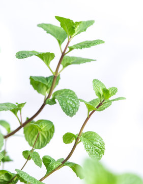 Mint plant grow at vegetable garden isolated on the white backgr